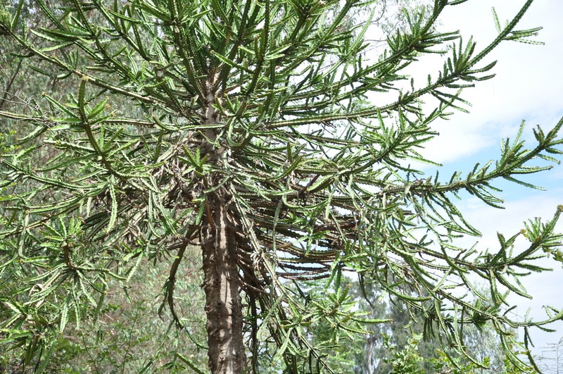 Euphorbia wakefieldii photo 4