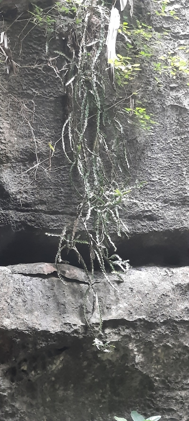 Euphorbia wakefieldii photo 5