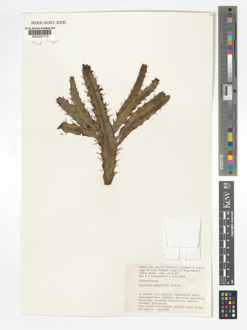 Euphorbia wakefieldii photo 6