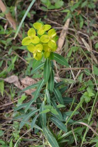 Euphorbia wallichii