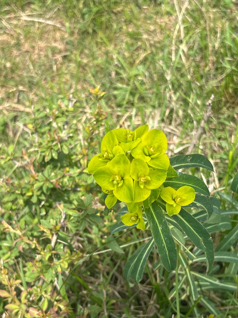 Euphorbia wallichii photo 2