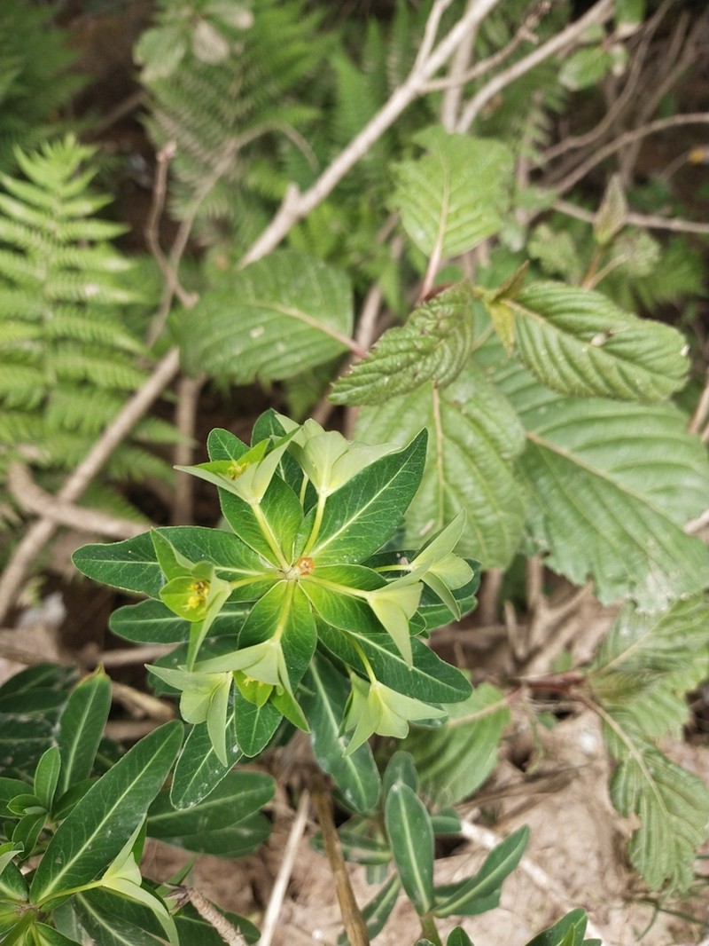 Euphorbia wallichii photo 3