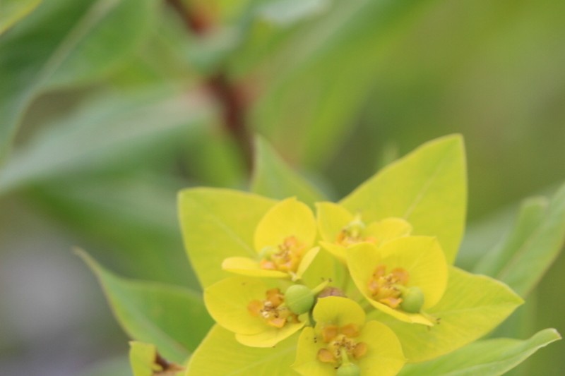 Euphorbia wallichii photo 4