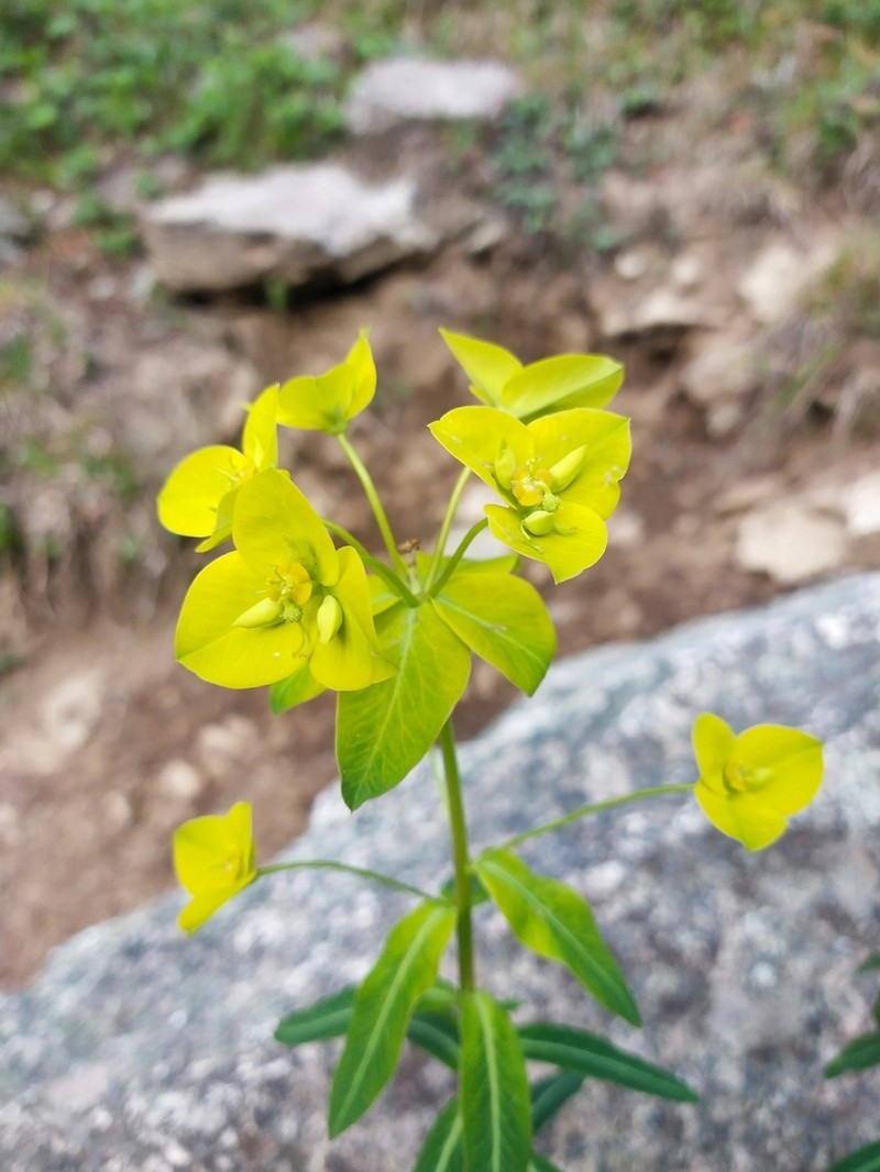 Euphorbia wallichii photo 5