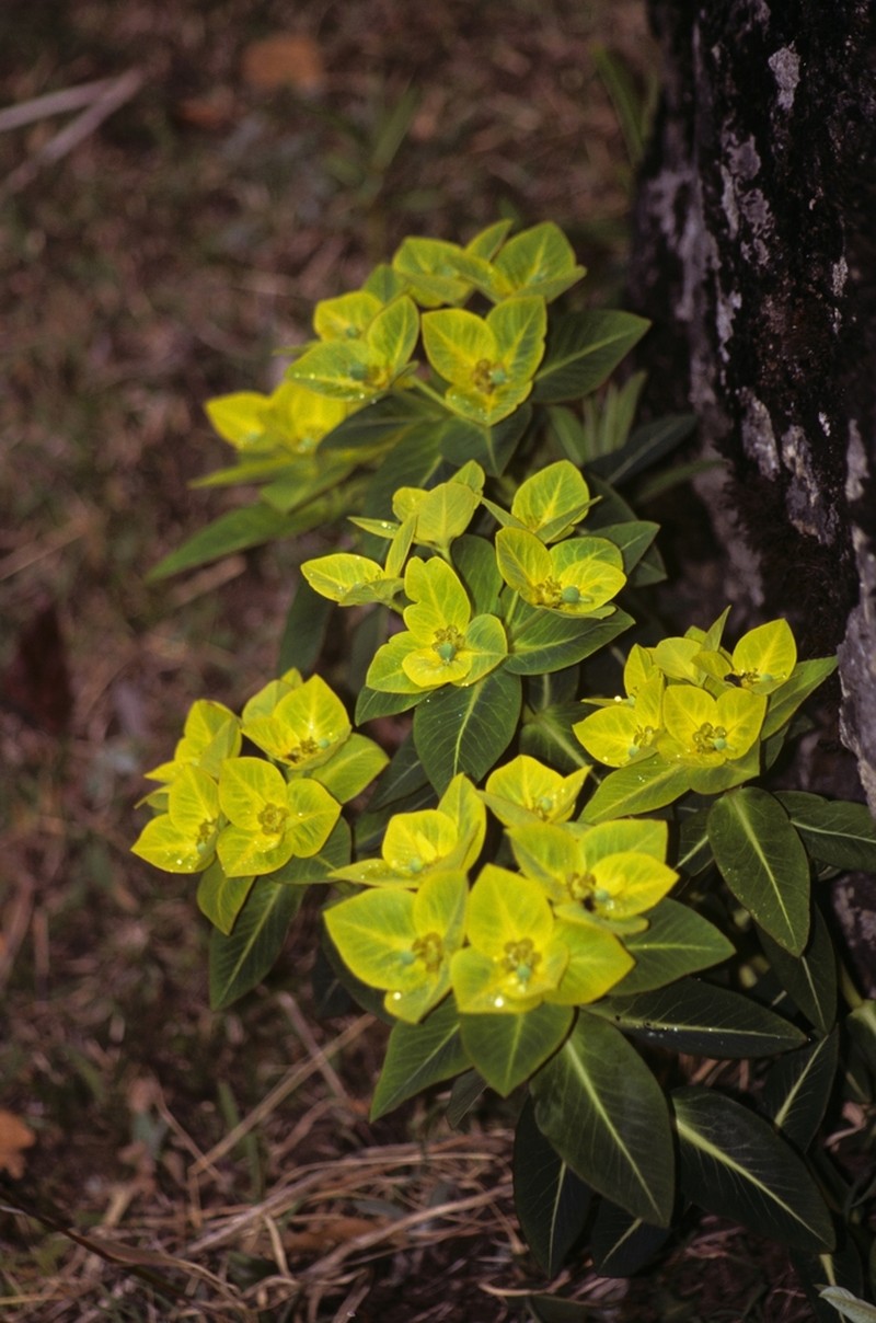 Euphorbia wallichii photo 7