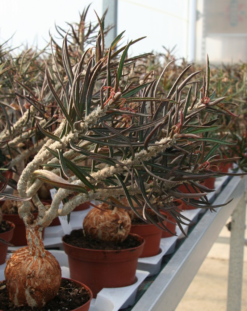 Euphorbia waringiae photo 2