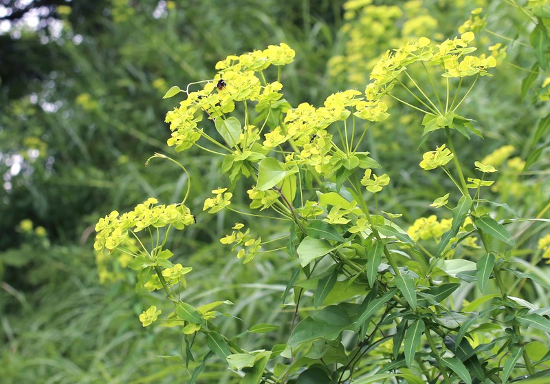 Euphorbia watanabei subsp. watanabei