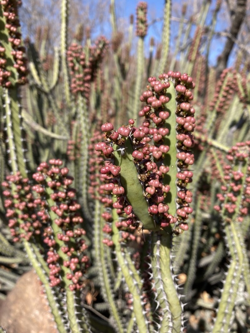 Euphorbia waterbergensis photo 2