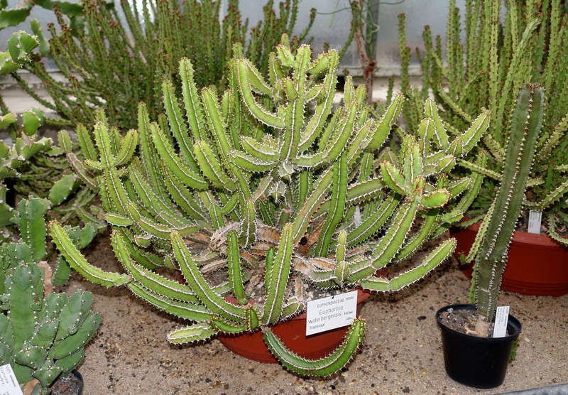 Euphorbia waterbergensis