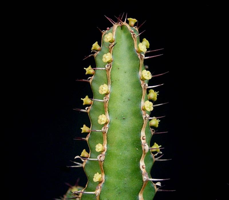 Euphorbia waterbergensis photo 3