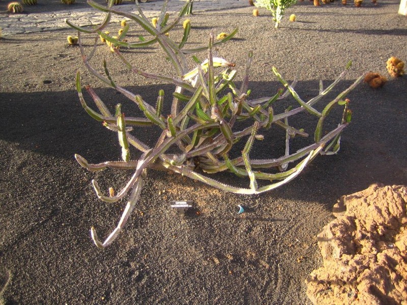 Euphorbia waterbergensis photo 4