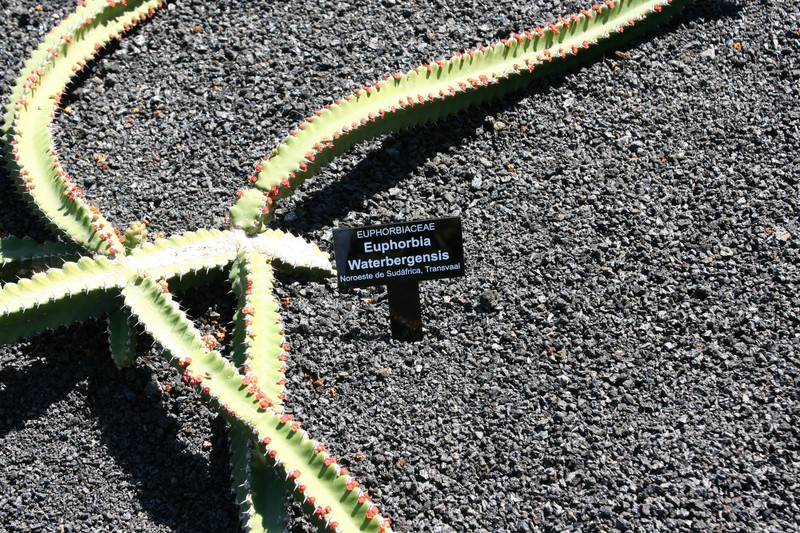 Euphorbia waterbergensis photo 5
