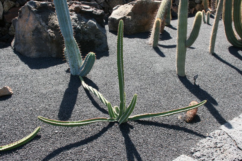 Euphorbia waterbergensis photo 6