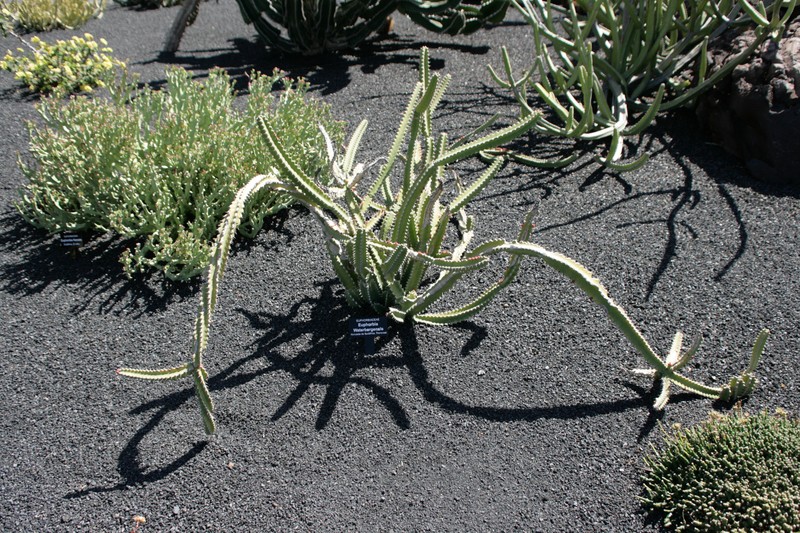 Euphorbia waterbergensis photo 7