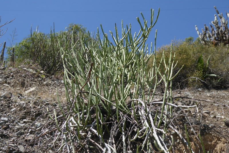 Euphorbia weberbaueri