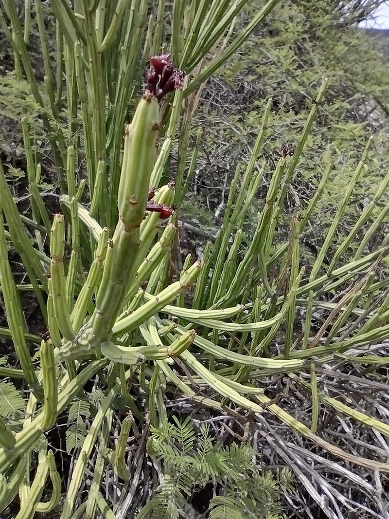 Euphorbia weberbaueri photo 4