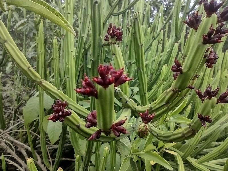 Euphorbia weberbaueri photo 5