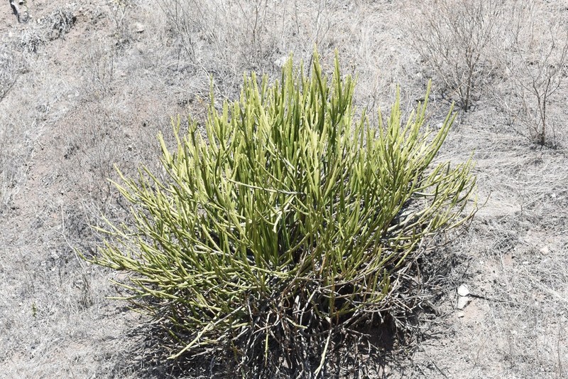 Euphorbia weberbaueri photo 6