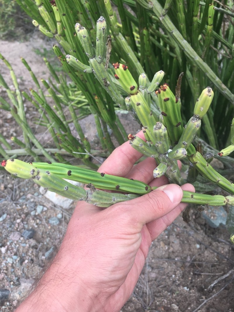 Euphorbia weberbaueri photo 7