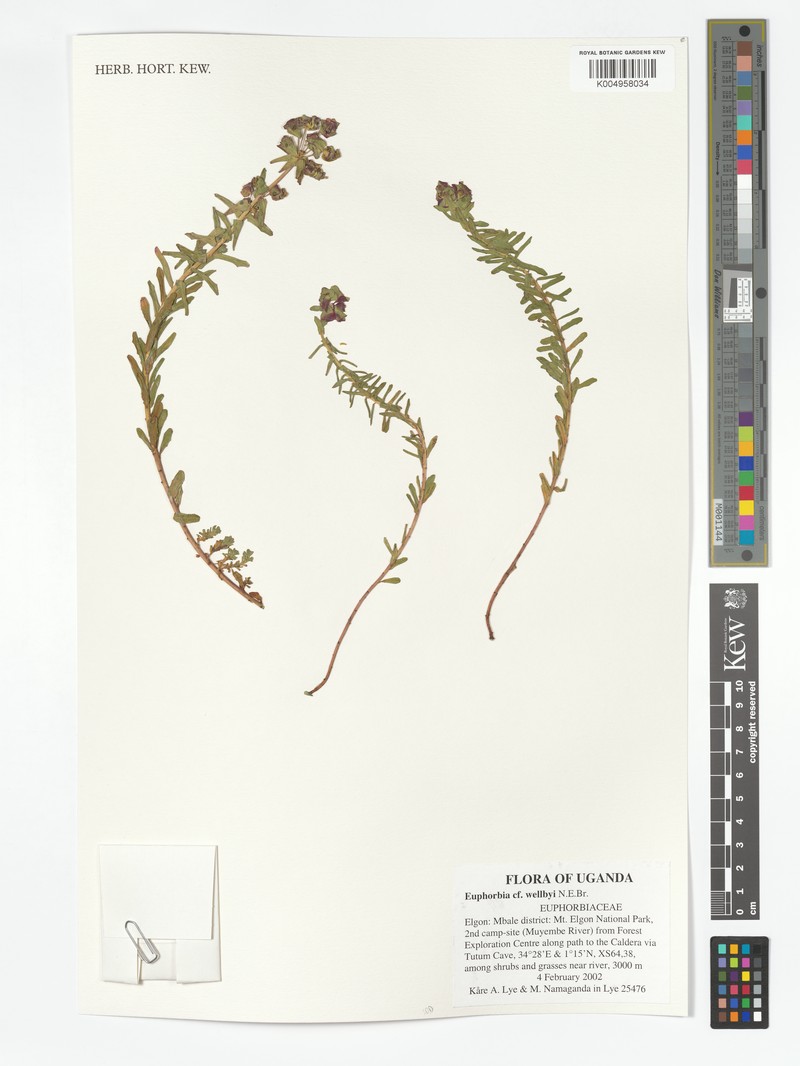Euphorbia wellbyi