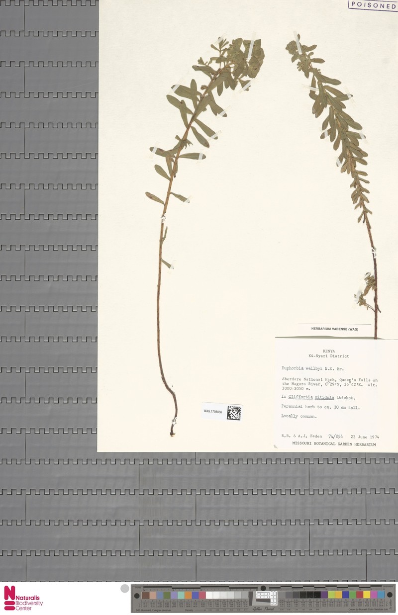 Euphorbia wellbyi photo 2