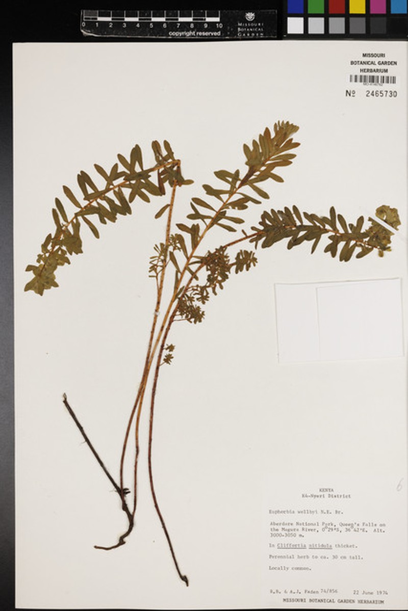 Euphorbia wellbyi photo 4