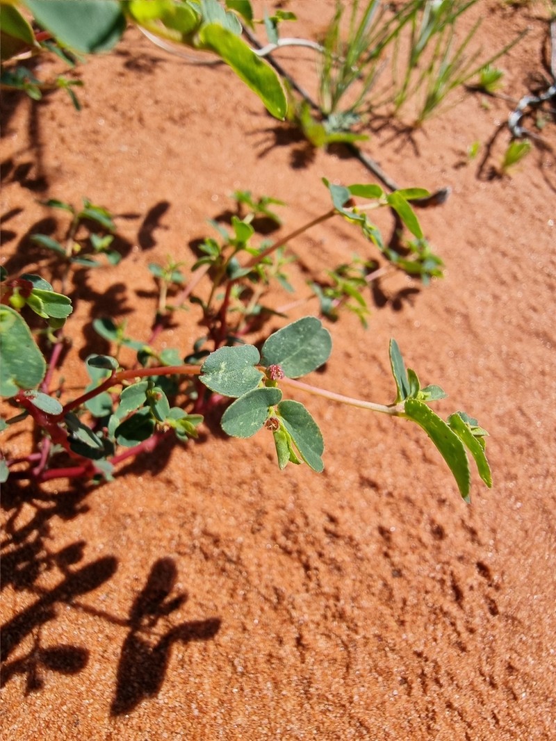 Euphorbia wheeleri