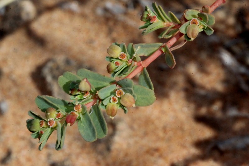 Euphorbia wheeleri photo 2