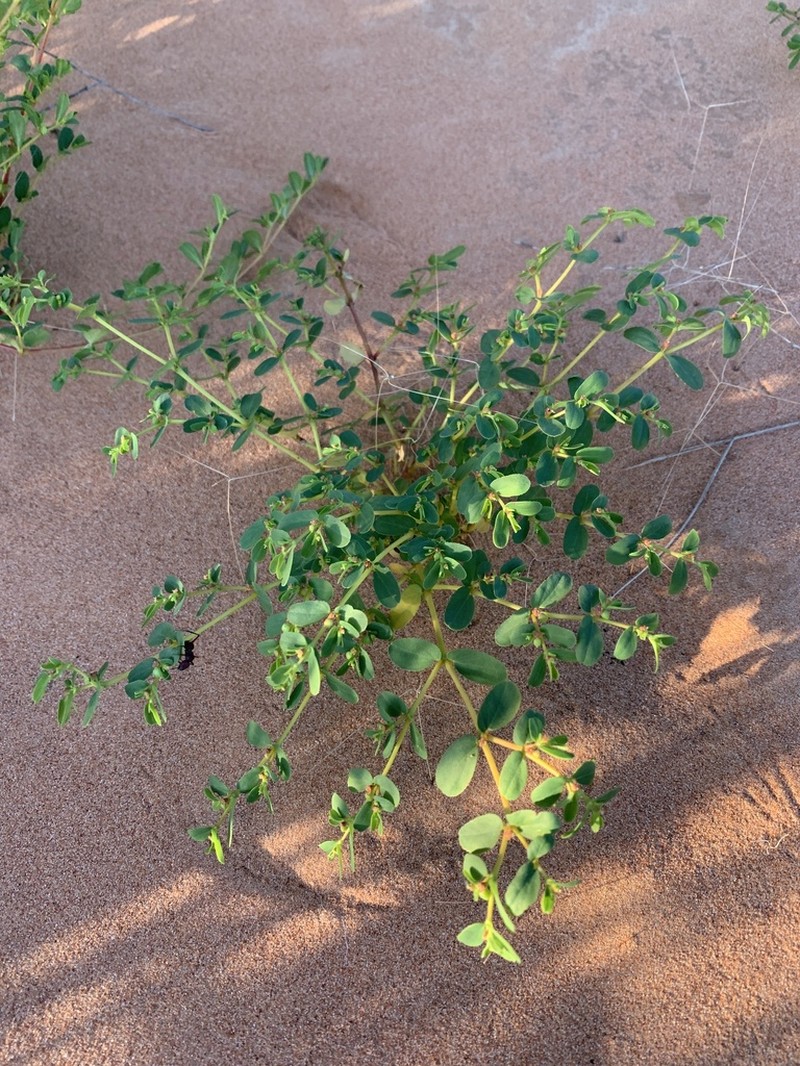 Euphorbia wheeleri photo 3