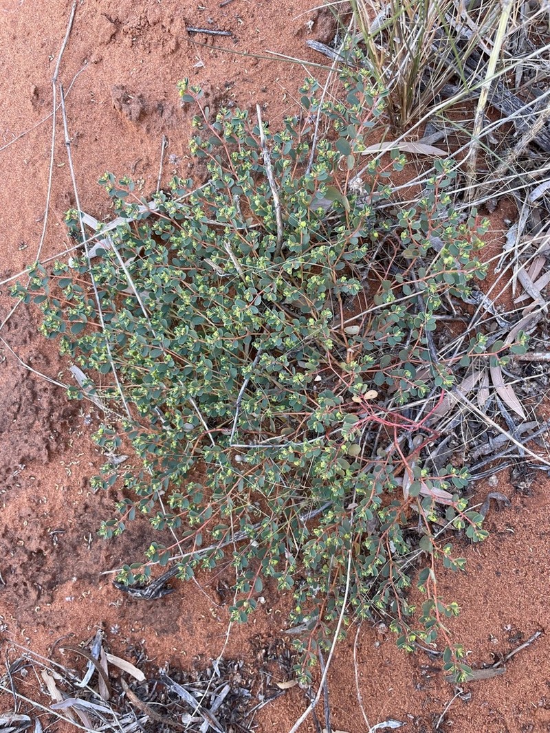 Euphorbia wheeleri photo 4