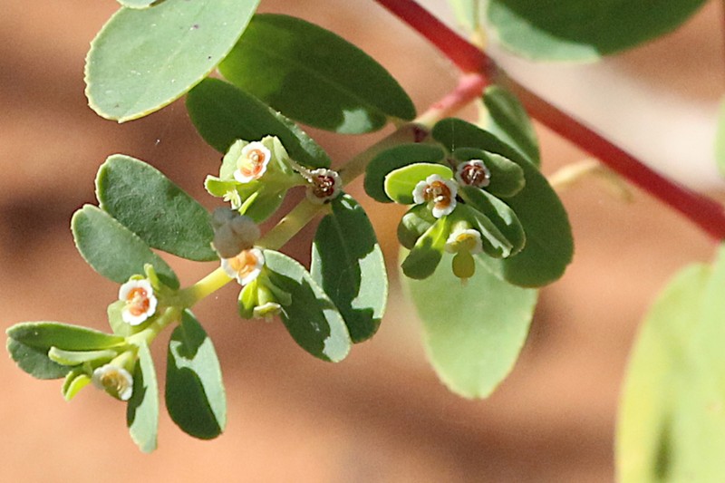 Euphorbia wheeleri photo 5