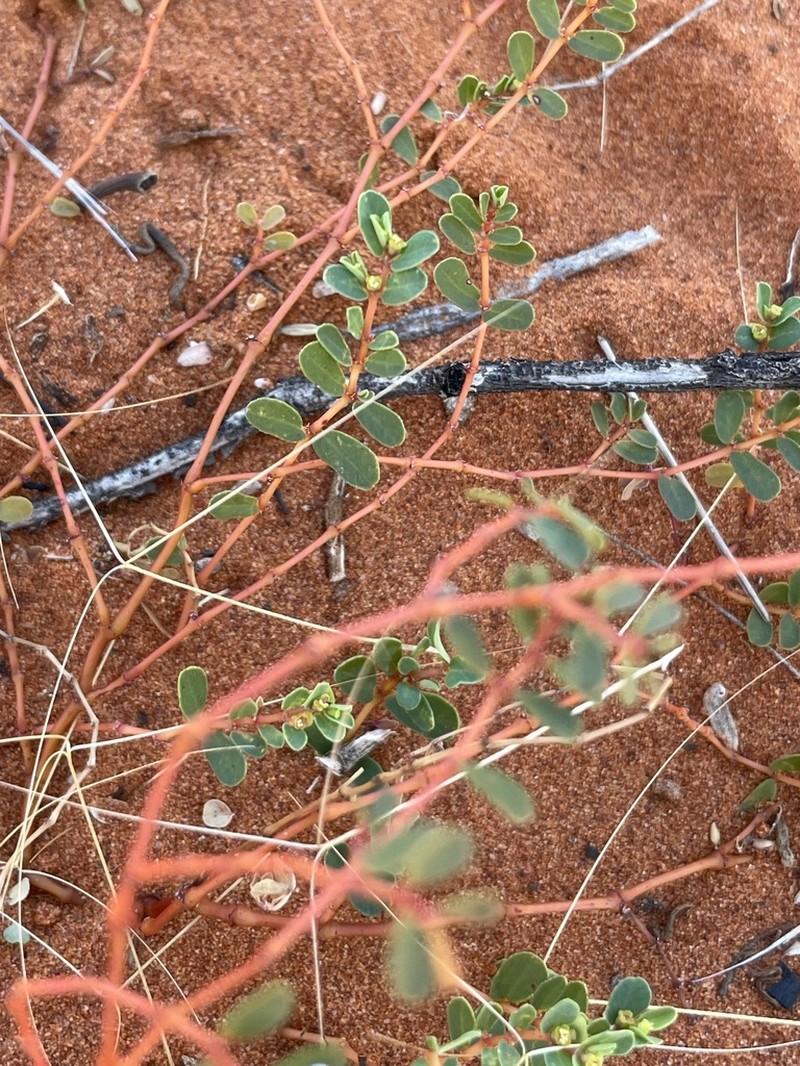 Euphorbia wheeleri photo 7