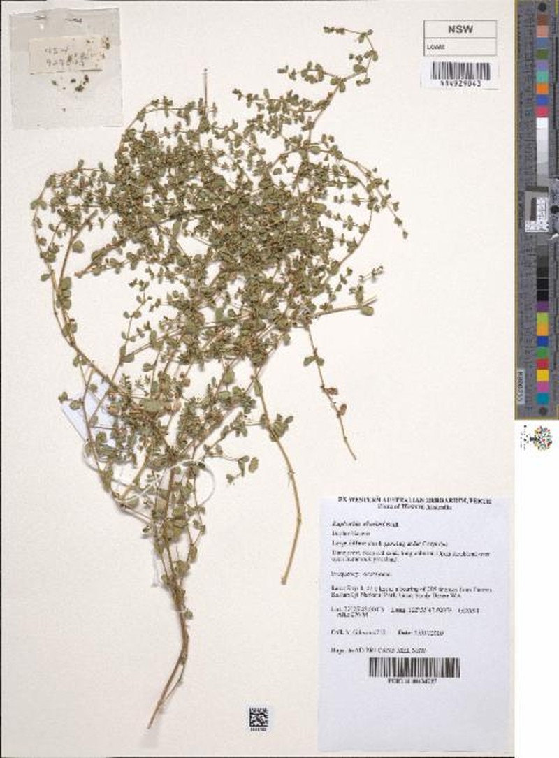 Euphorbia wheeleri photo 8