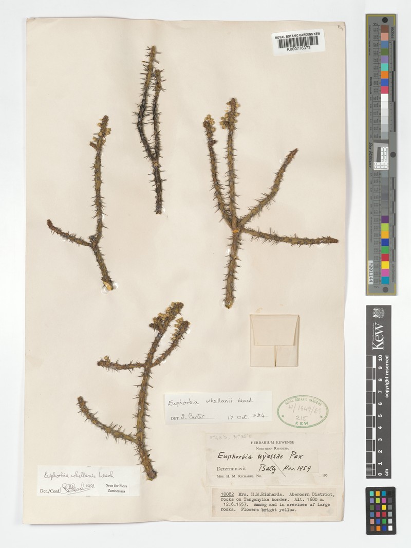 Euphorbia whellanii photo 4