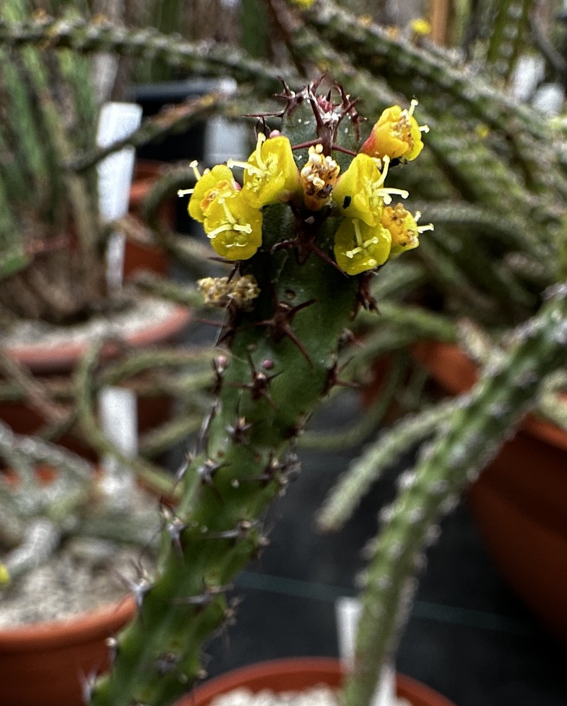 Euphorbia whellanii