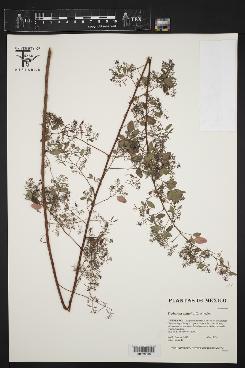 Euphorbia whitei