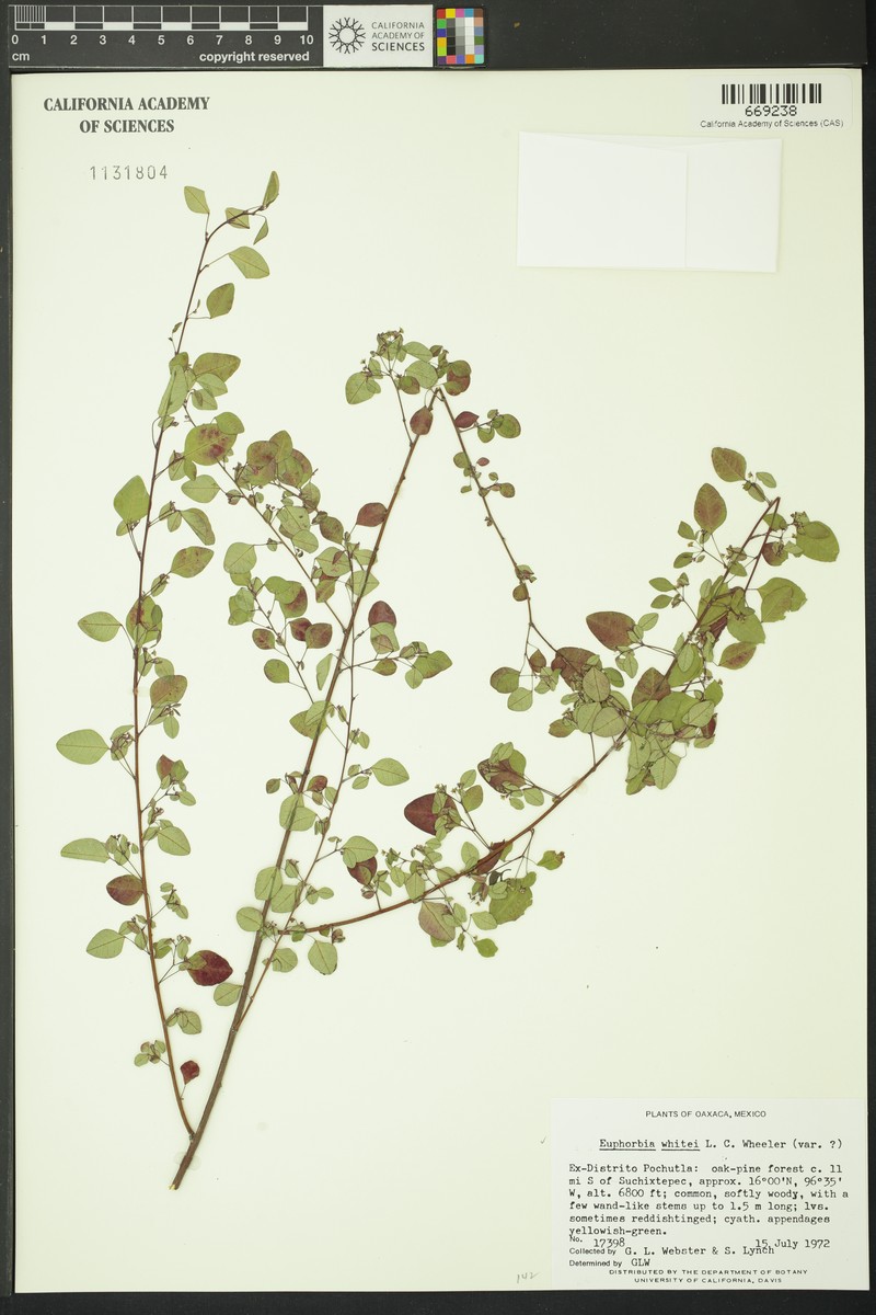 Euphorbia whitei photo 4