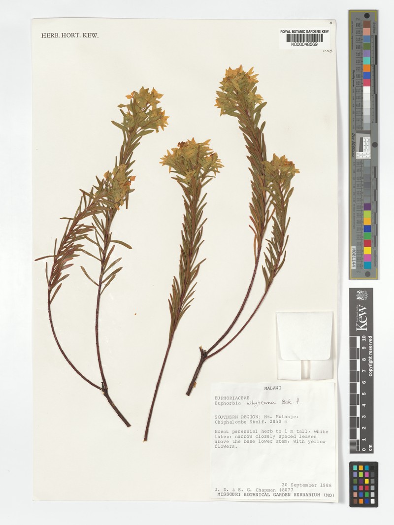 Euphorbia whyteana