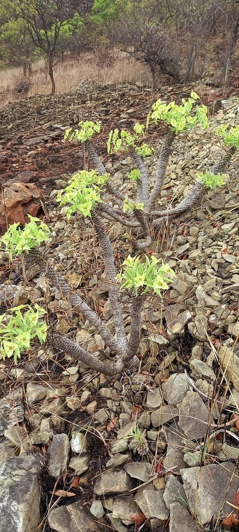 Euphorbia wildii photo 8