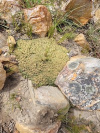Euphorbia willowmorensis