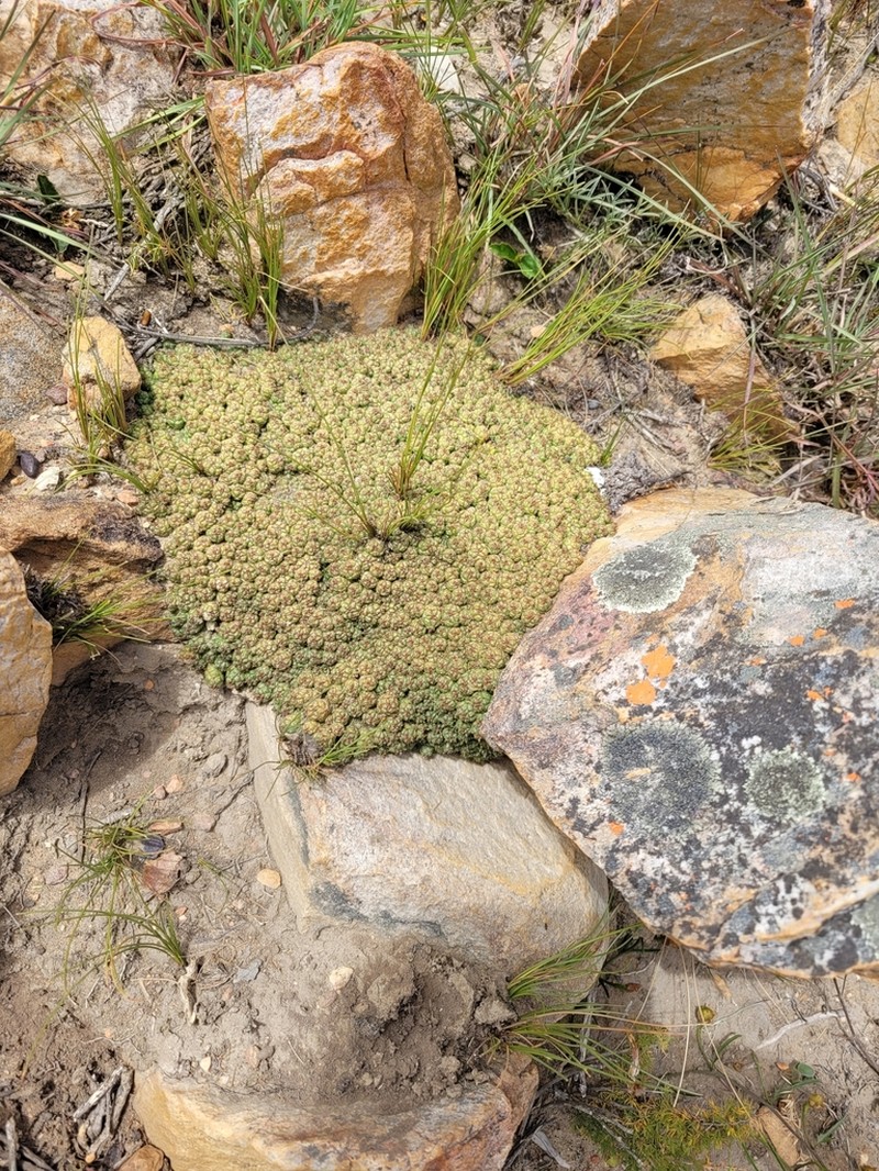 Euphorbia willowmorensis