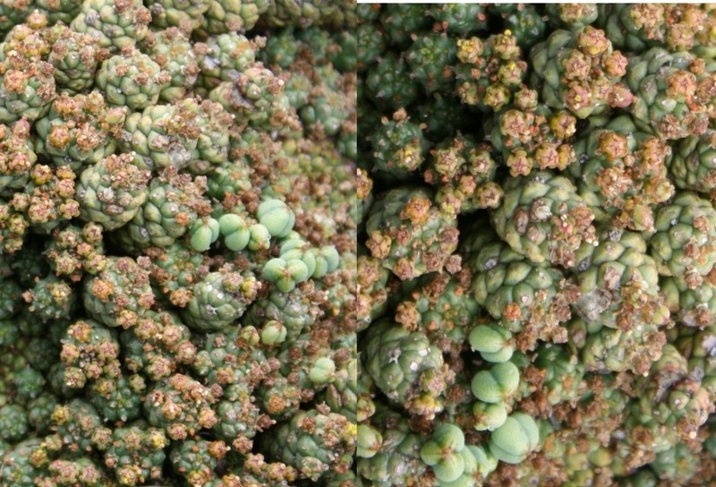 Euphorbia willowmorensis photo 2