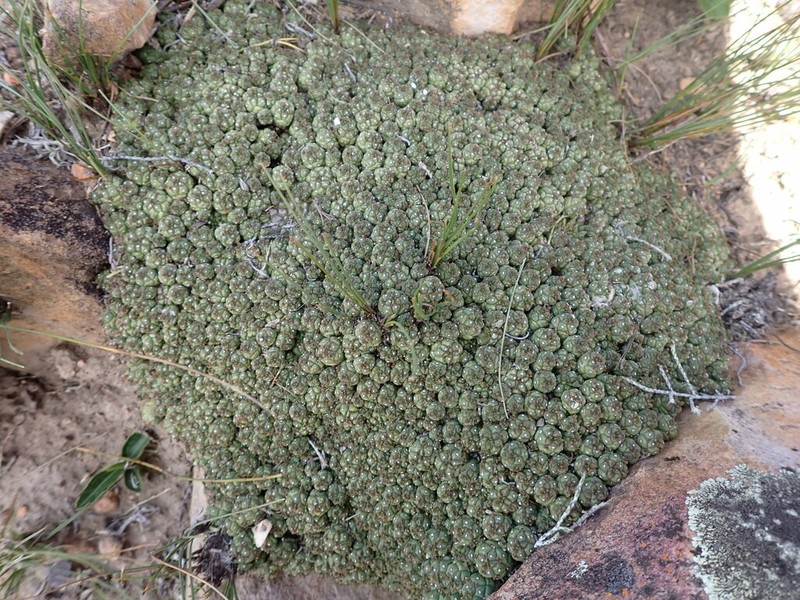 Euphorbia willowmorensis photo 3