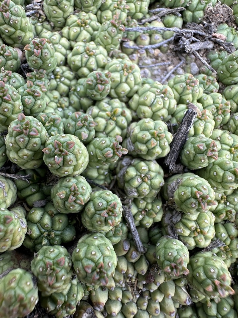 Euphorbia willowmorensis photo 4