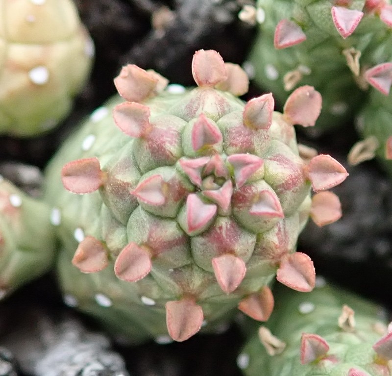 Euphorbia willowmorensis photo 5