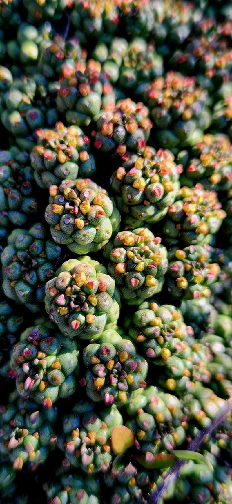 Euphorbia willowmorensis photo 6