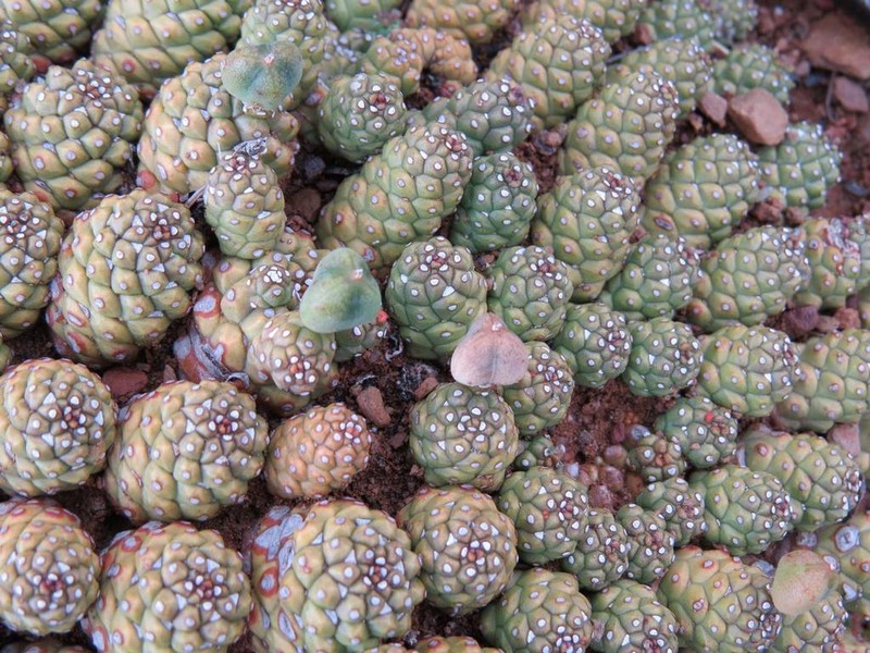 Euphorbia willowmorensis photo 7