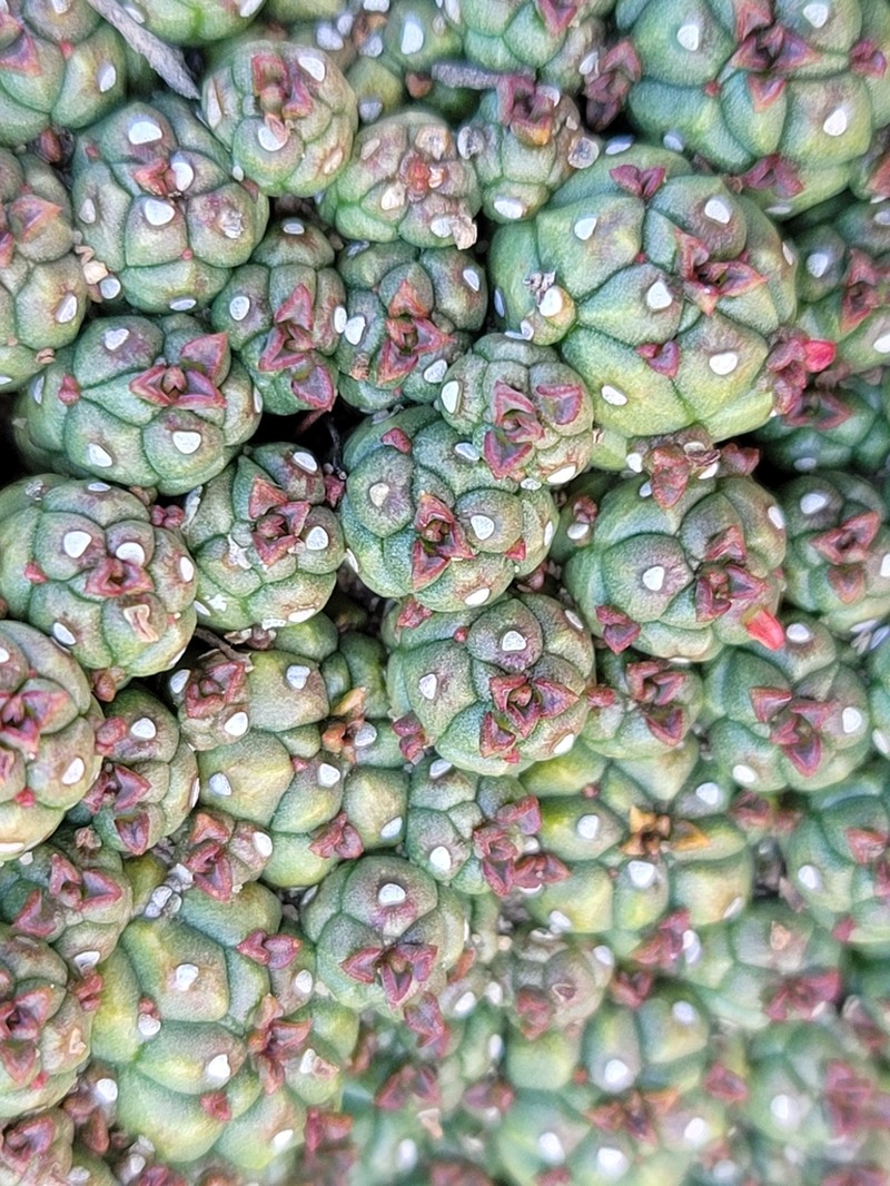 Euphorbia willowmorensis photo 8