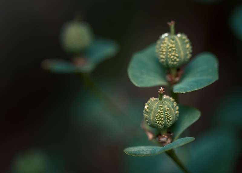 Euphorbia wittmannii
