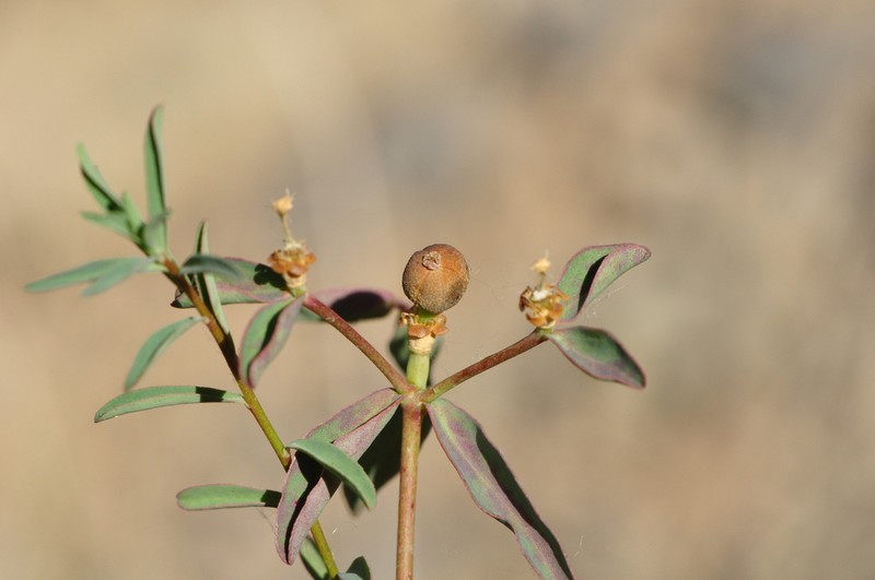 Euphorbia wittmannii photo 2